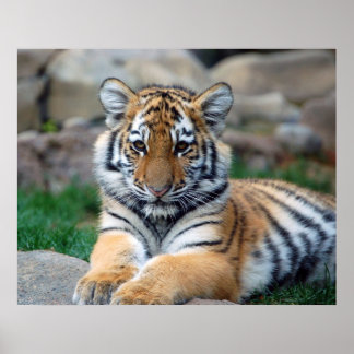 Poster Cubo Grande Tigre