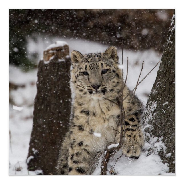 Póster Cubo Leopardo de Neve (Frente)