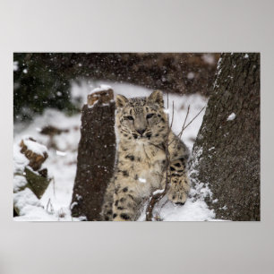 Póster Cubo Leopardo de Neve