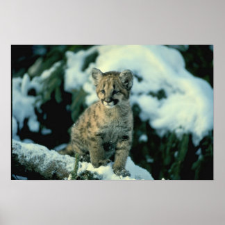 Poster Cubo Leopardo de Neve