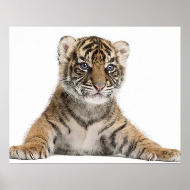 Poster Cubo Sumatran Tiger (Frente)