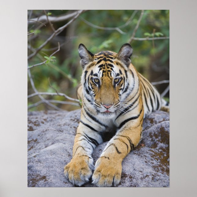 Póster Cubo Tiger, Parque Nacional de Bandhavgarh, Índia (Frente)
