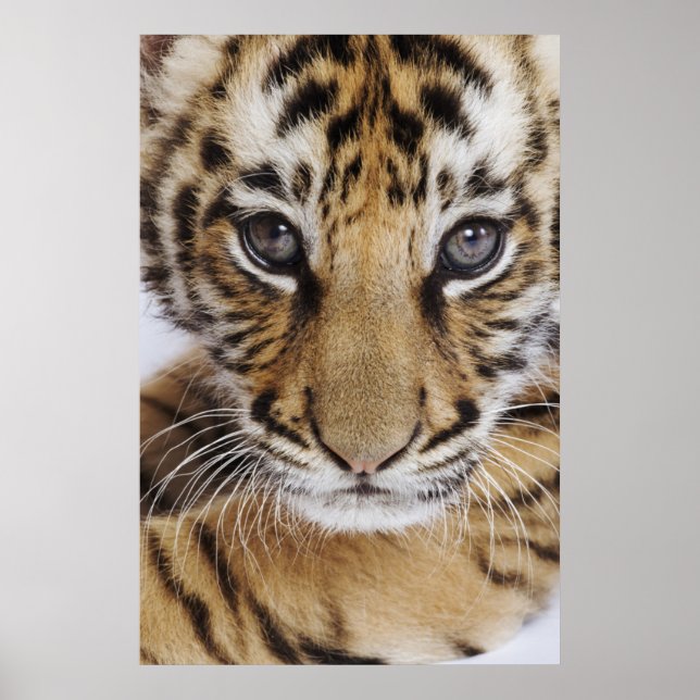 Póster Cubo Tigre (Frente)