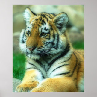Poster Cubo Tigre