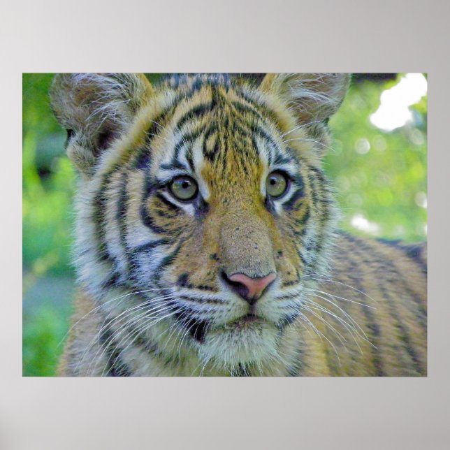 Poster Cubo Tigre Fechar Retrato (Frente)