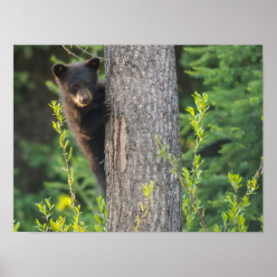 Poster Cubo Urso Negro em Springtime