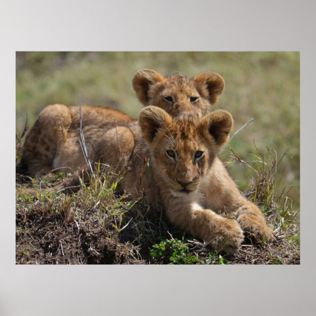 Poster Cubos-Leão Africanos Selvagens (Frente)