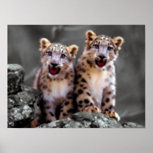 Poster Cubos-leopardo-da-neve