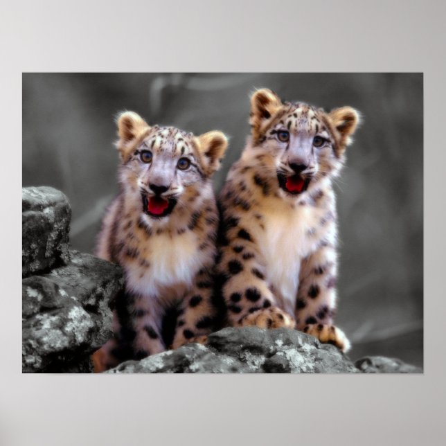 Poster Cubos-leopardo-da-neve (Frente)