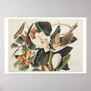 Póster Cuckoo de bico negro na Magnolia Grandiflora, 1828