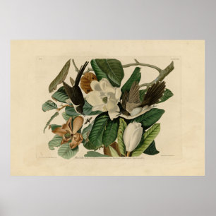 Poster Cuco-bico-preto - Aves da América de Audubon