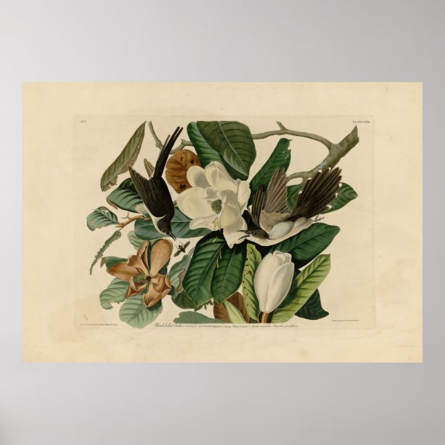 Poster Cuco-bico-preto - Aves da América de Audubon (Frente)