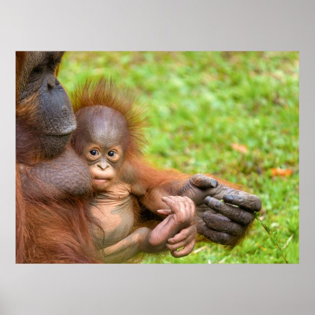 Poster Cuddle da Mãe de Orangutan, cerejada (Frente)