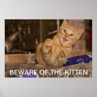 Póster Cuidado com o Kitten