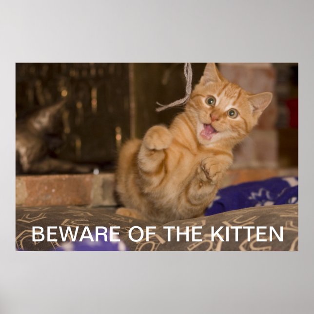 Póster Cuidado com o Kitten (Frente)
