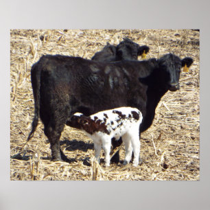 Póster Cuidados bonitos da vitela do bebê no Mama Vaca