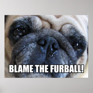 POSTER CULPE O FURBALL! MEME DE ALERGIA