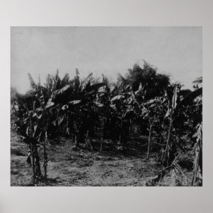Póster Cultivo da banana, Trinidad, c.1891