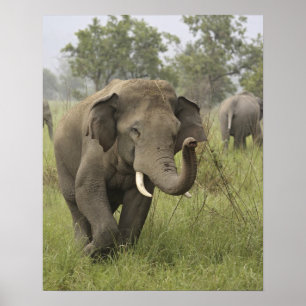 Póster Cumprimento elefante indiano/asiático, Corbett