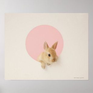 Póster Cuniculus 3 do Oryctolagus