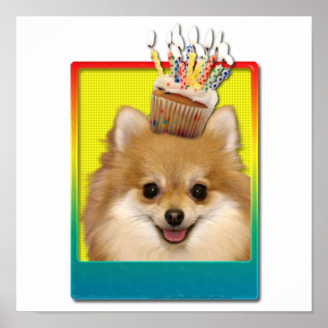Póster Cupcake de aniversário - Pomeraniano (Frente)