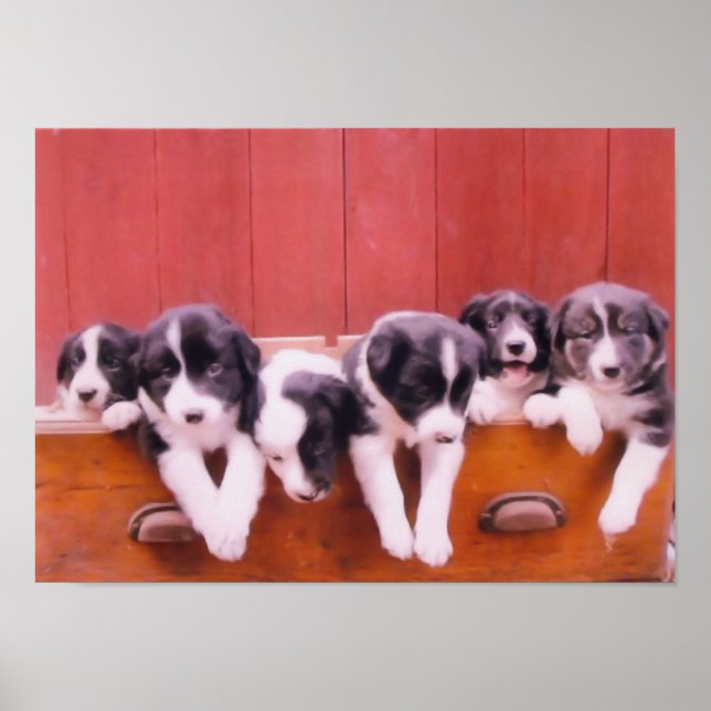 Poster Cuppies De Collie De Borda Na Pintura De Gaveta (Frente)