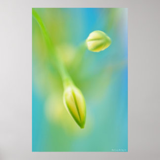 Poster Curiosidade Desfocada