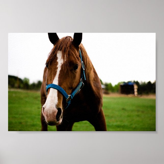 Poster Curioso castanheiro (Frente)