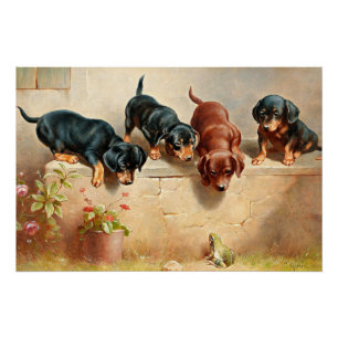 Póster Curioso Dachshund Puppies e um Sapo