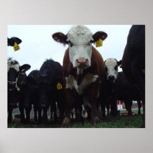 Poster curioso das vacas 3