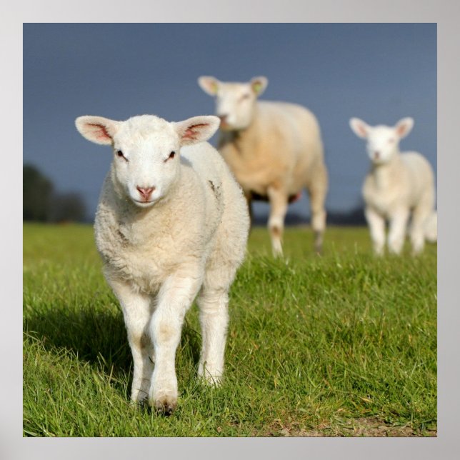 Póster Curioso Lamb (Frente)