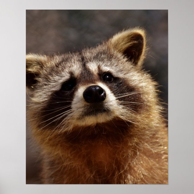 Poster Curioso Raccoon (Frente)