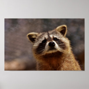 Póster Curioso Raccoon