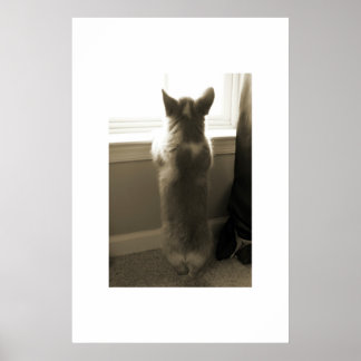 Póster Curious Corgi