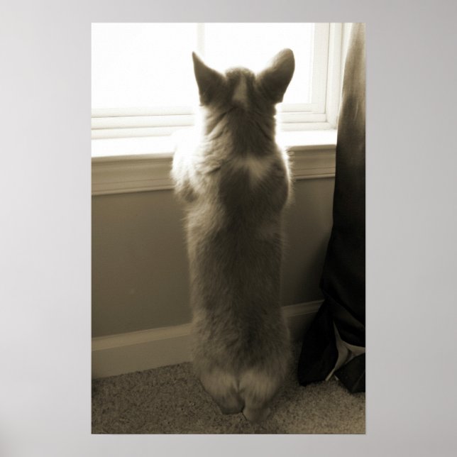 Poster Curious Corgi (Frente)