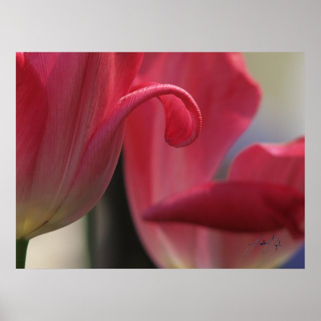 Poster Curl (Frente)