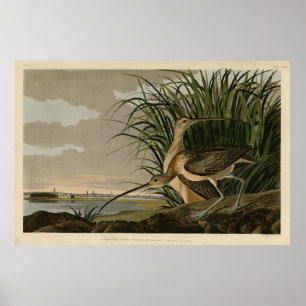 Poster Curlew de bico longo das Aves da América de Audubo
