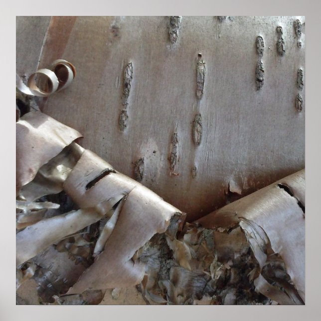 Poster Curly Birch Bark Tree Rustic (Frente)