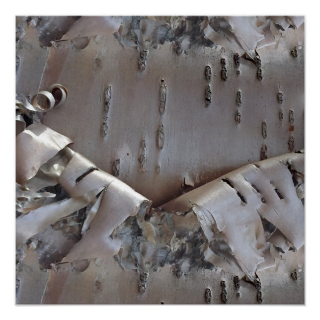 Póster Curly Birch Bark Tree Rustic (Frente)