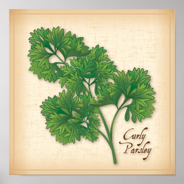 Poster Curly Parsley Herb (Frente)