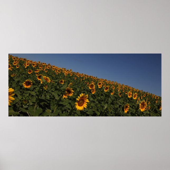 Póster Curvatura (Frente)