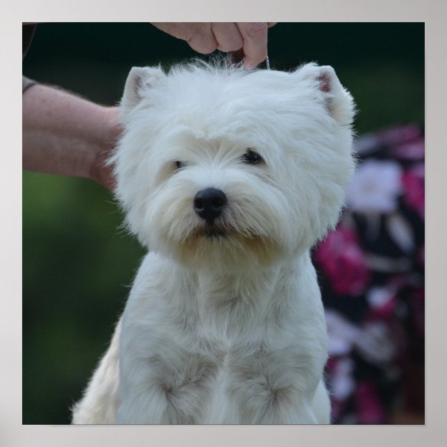 Póster Custa Oeste da Highland White Terrier (Frente)