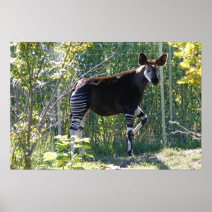 Poster customizável do Okapi