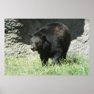 Poster customizável do urso preto