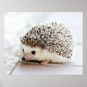 Poster Cute Baby Hedgehog Personalizável