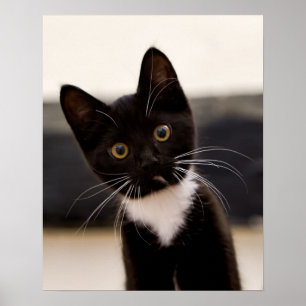 Póster Cute Black And White Tuxedo Kitten