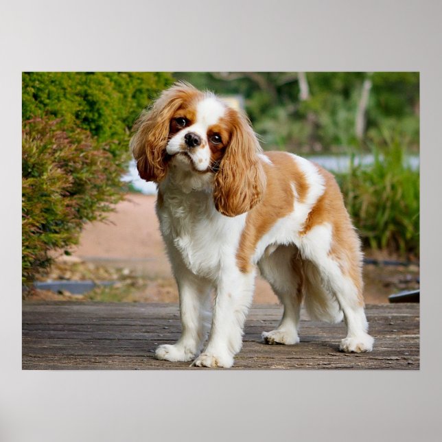 Poster Cute Blenheim Cavalier King Charles Spaniel Puppy (Frente)