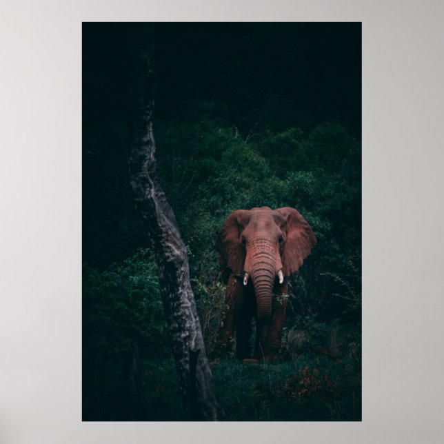 POSTER CUTE ELEPHANT (Frente)