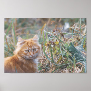 Poster Cute Funky Ginger Cat Kitten Face