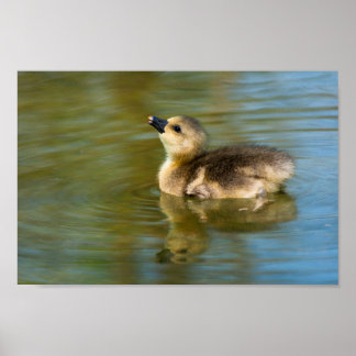 Poster Cute Gosling on pond